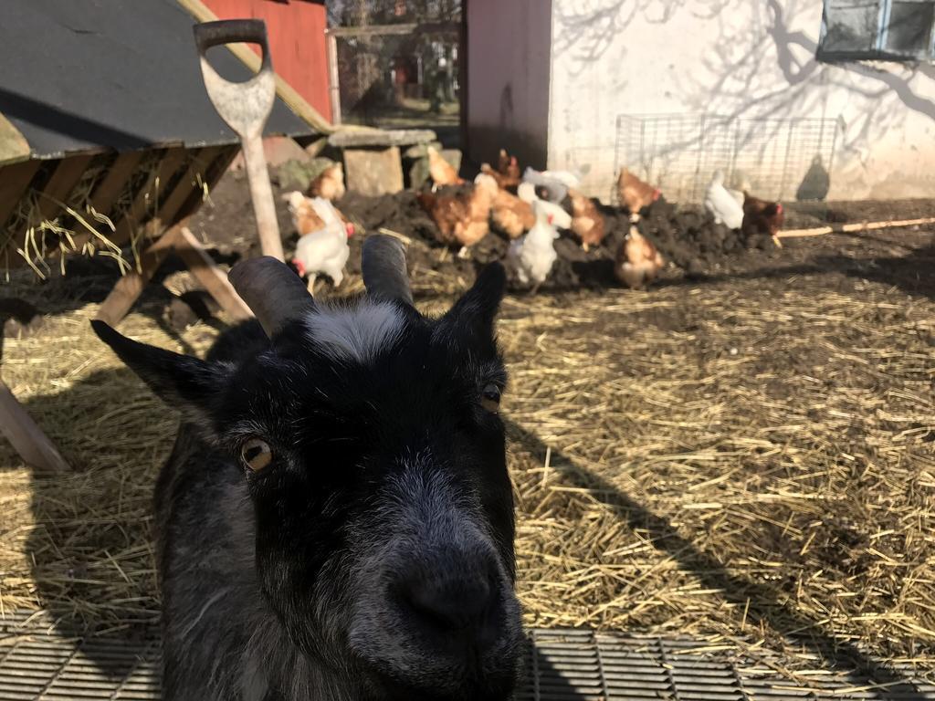 Aeventyrsgardens Vandrarhem, Kinnekulle Källby Esterno foto